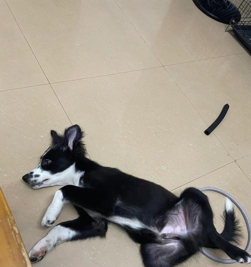如何正确剪狗狗的指甲（掌握正确的剪指甲技巧，让你的狗狗更舒适）