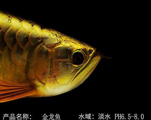 如何区分龙鱼过背和高背（浅谈龙鱼过背与高背知识）