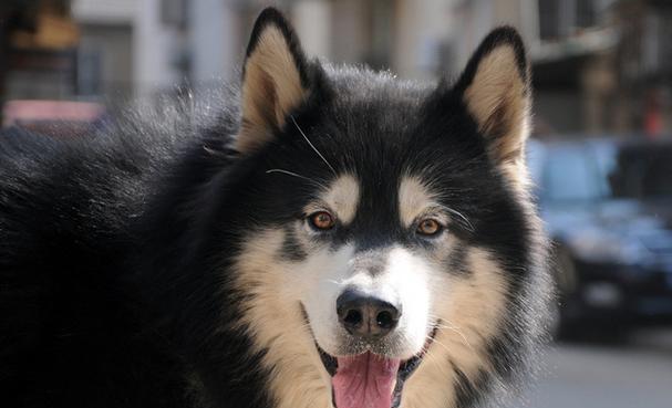 阿拉斯加幼犬的饮食需注意什么？（一天吃多少才合适？如何满足其饮食需求？）