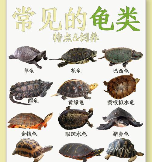 如何正确养护乌龟，让它健康成长（掌握这六点，让你的乌龟活力四射）