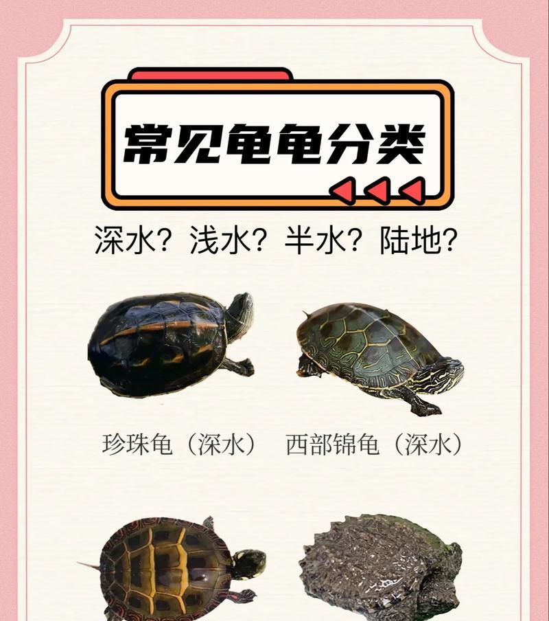市面上常见的宠物龟有哪些？（适合家养的宠物龟种类有哪些？）
