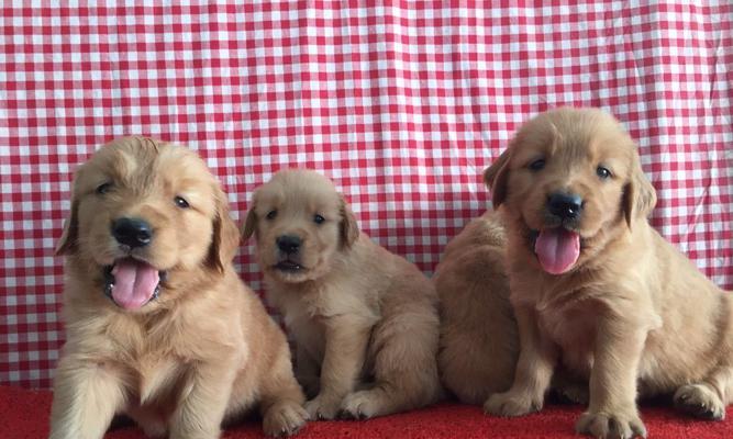 金毛幼犬的健康饮食指南（幼犬食谱、喂养要点、合理营养搭配等）