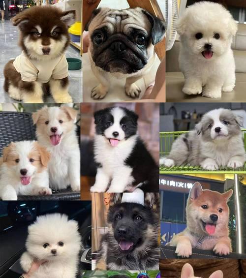 如何鉴别健康金毛幼犬（挑选健康的金毛宝宝，为你带来无尽快乐）