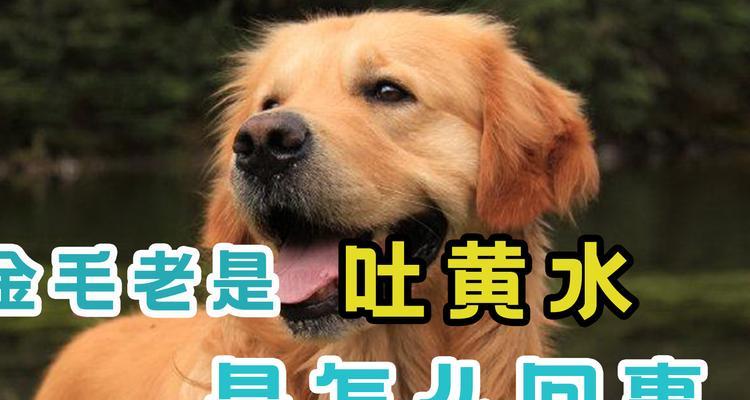 如何解决家中金毛吐的问题（有效应对金毛吐的方法与建议）