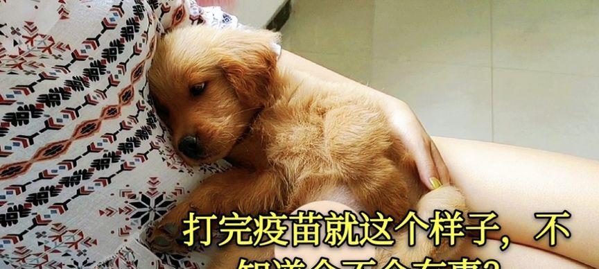 金毛犬的疫苗接种指南（如何为金毛犬进行正确的疫苗接种）