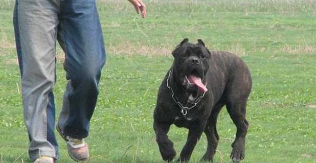 掌握卡斯罗犬听从口令的关键技巧（打造听话宠物的秘诀与方法）