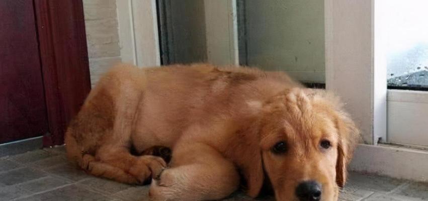 金毛犬食欲不振的原因及解决方法（了解金毛犬食欲不振的常见原因及有效的解决方法）