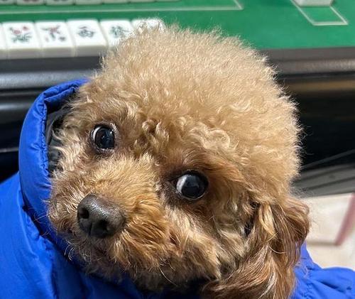 如何解决泰迪狗狗太瘦的问题？（泰迪狗狗偏瘦的原因及营养调节方法）