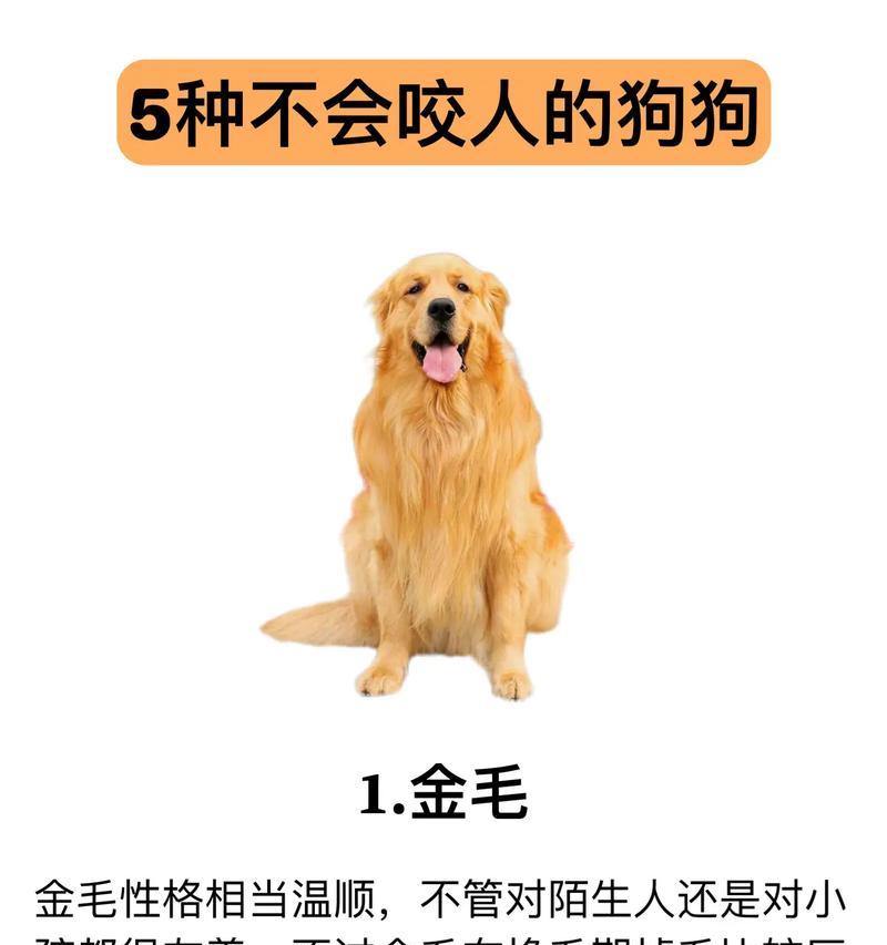 《金毛犬的标准体型与体重——从这几方面看》（了解金毛犬的理想身形和体重，助你养一只健康宠物）