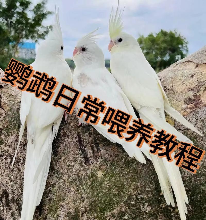 如何正确喂养网购的雏鸟鹦鹉？（喂养鹦鹉需要注意的8个关键点）