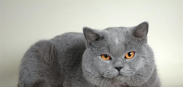 适合家里有孩子的猫咪品种推荐（选择适合家庭环境的亲子伴侣，为孩子带来快乐与责任感）