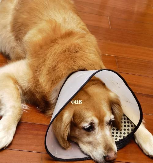 了解狗狗耳血肿（狗狗耳血肿的原因和症状以及如何预防和治疗）