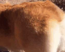 狗界短腿之争（揭秘狗界7大小短腿，柯基犬何以被巴哥犬甩在后面？）