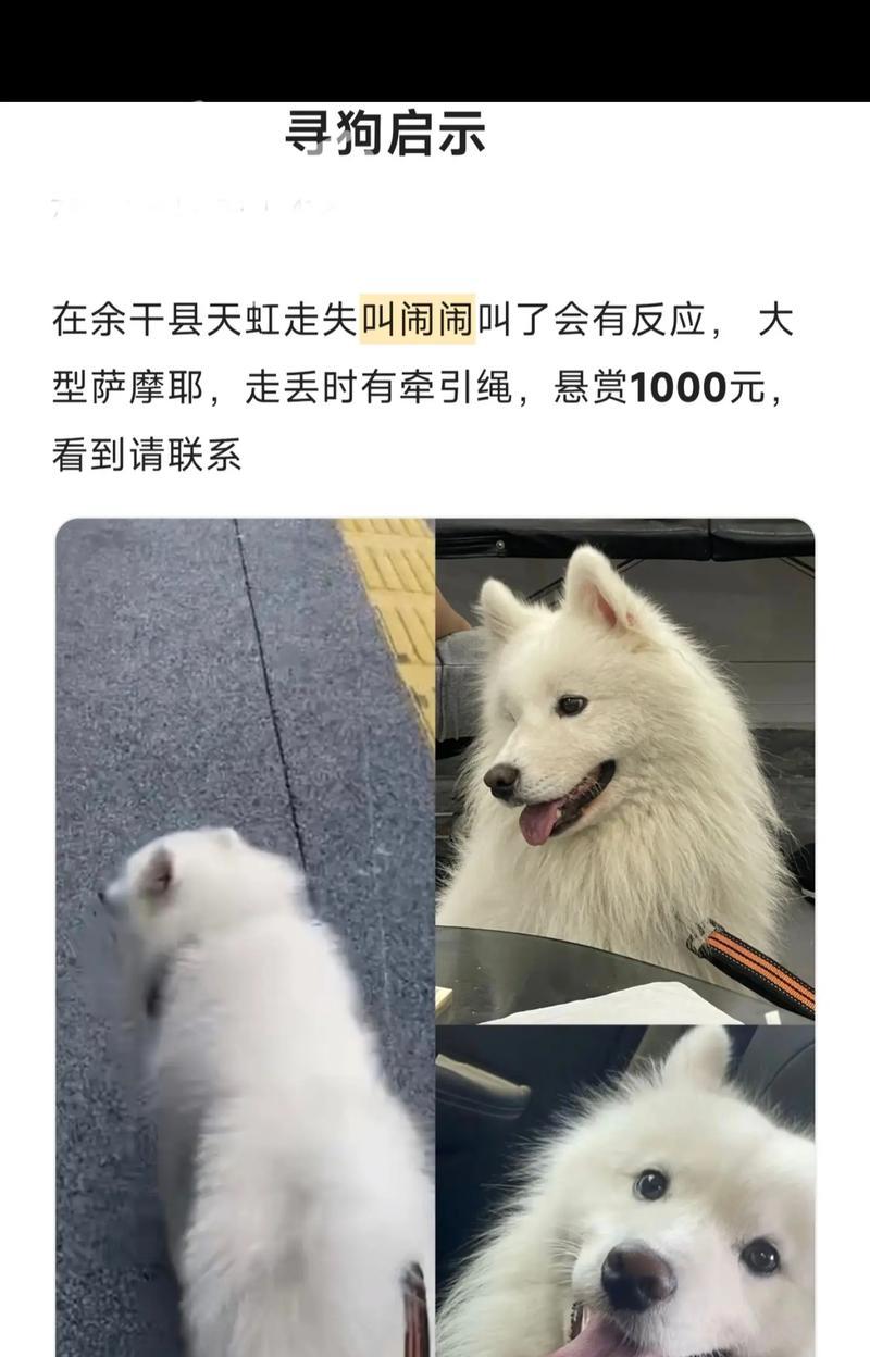 萨摩耶犬常见病解析（探究萨摩耶犬最易患的三种常见病）