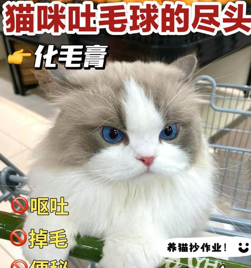 猫毛对健康的影响及处理方法（猫咪掉毛该如何应对？如何避免猫毛吸入肺部？）