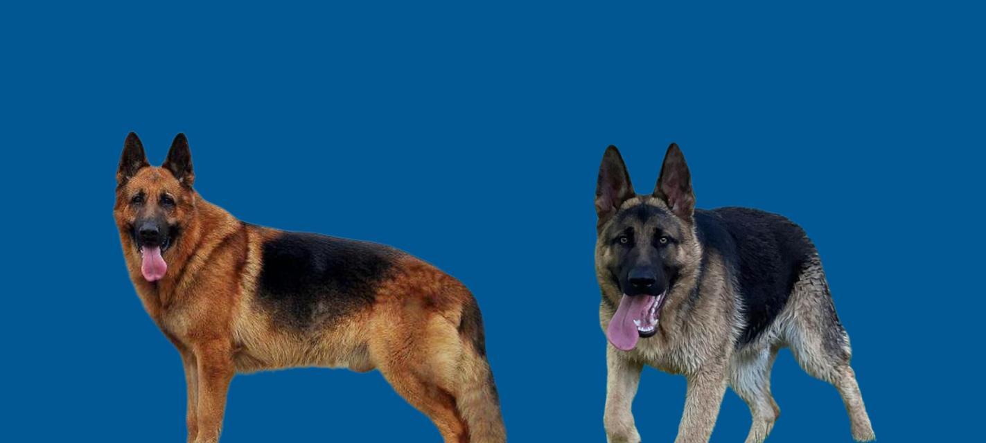 德国牧羊犬养护攻略（经济喂养技巧，让你的德牧健康成长）