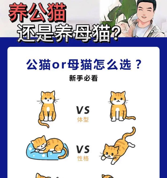 选择公猫养宠（为什么公猫是养猫新手的理想选择）