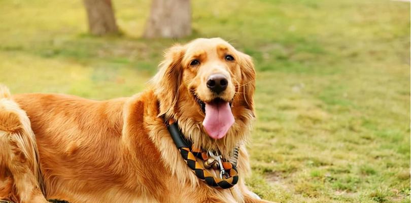 金毛老是叫，如何制止？（解决金毛犬吠叫问题的有效方法）