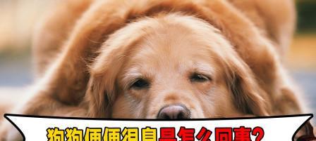 狗狗便便特别臭？这几点你可能没做好！（了解狗狗的身体状态，让便便不再臭气熏天）