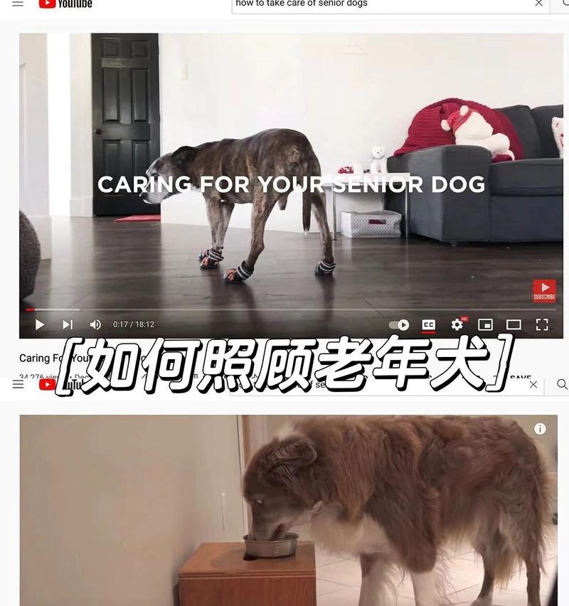 老年犬为什么会失去食欲？（分析老年犬失去食欲的原因及应对措施）