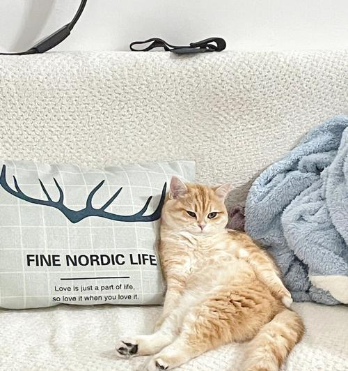四种训猫的良方，让猫咪乖巧听话！（如何使流浪猫对铲屎官服服帖帖）
