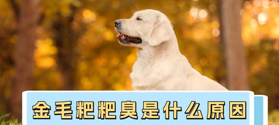 狗狗肠胃炎的原因及症状分析（自制狗粮是否有助于预防肠胃炎？）