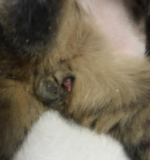 猫咪乱尿的原因及解决方案（为什么猫咪会乱尿？如何解决猫咪乱尿问题？）