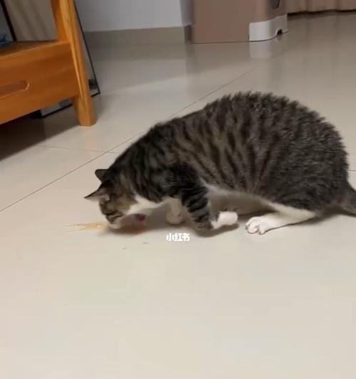 解析猫咪突然呕吐的原因及缓解方法（猫咪呕吐的常见原因和有效缓解方法）
