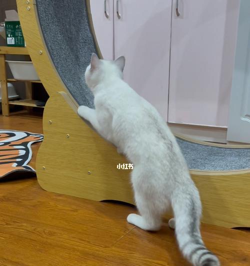 如何帮助受惊的猫咪增强胆量
