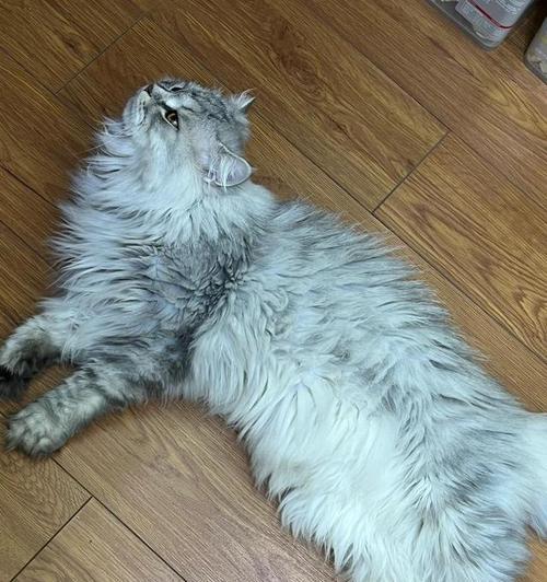 猫咪拉肚子呕吐的原因及应对方法（探究寄生虫引起猫咪拉肚子呕吐的现象，为猫主人提供应对策略）