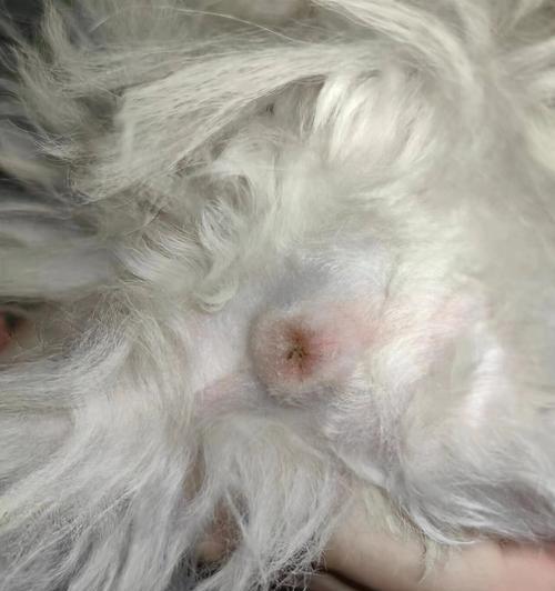 泰迪犬肛门腺挤压教程（5个步骤帮助你挤出泰迪犬的肛门腺，维护它的身体健康）