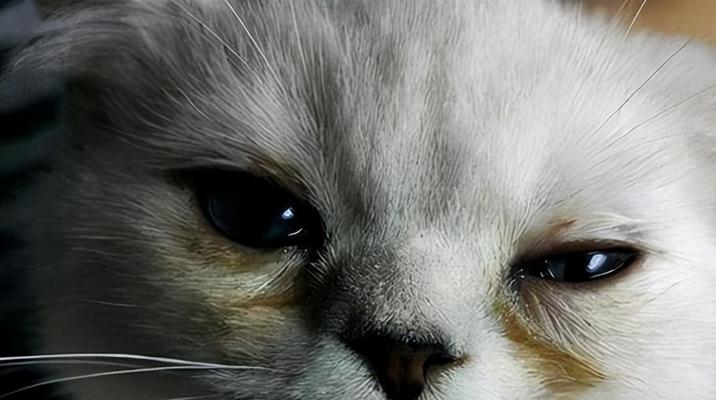 猫咪泪痕之谜揭秘（猫咪泪痕的原因及解决方法）