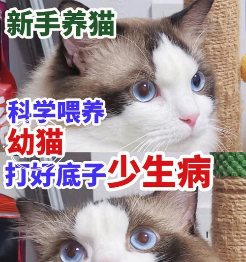 小猫喝羊奶粉拉稀问题的解析（羊奶粉适用性分析及小猫拉稀原因探究）