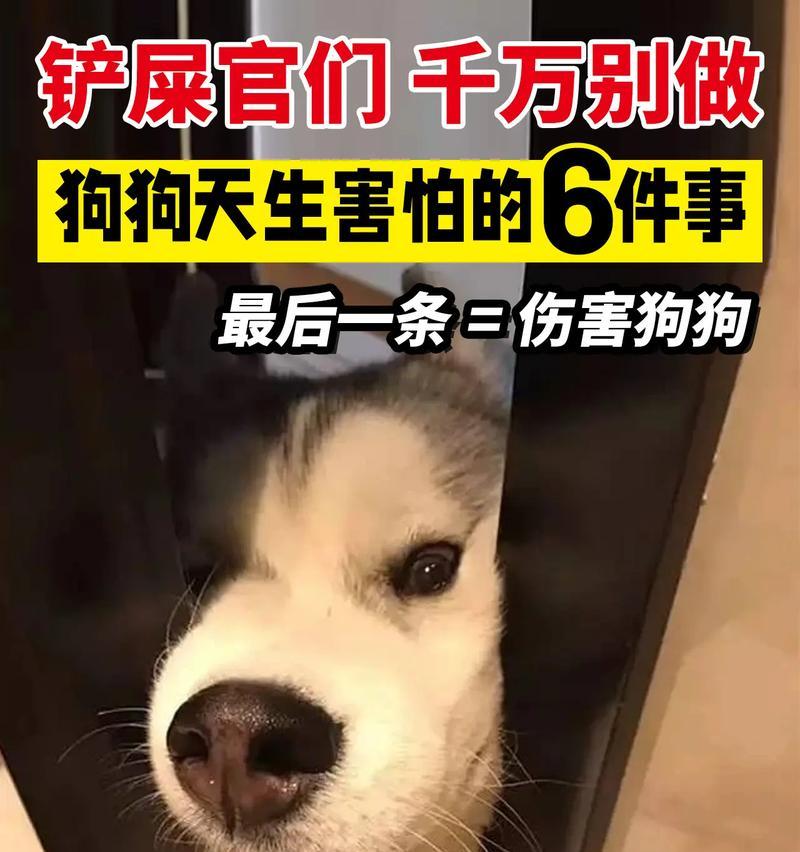狗狗身体颤抖的原因大揭秘！（揭秘狗狗身体颤抖的各种原因及应对方法）