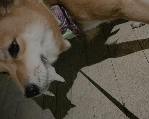 狗狗突然呼吸急促带鼻腔音像堵住是生病了吗？（快速送往宠物医院，了解狗狗健康情况）
