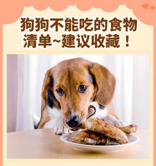 照顾生理期的狗狗，要避免的6大禁忌！（为了狗狗的健康，切勿犯下这6个错误！）