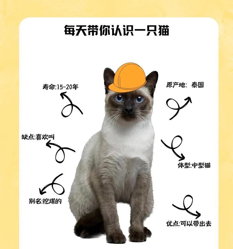 暹罗猫（探秘暹罗猫的独特特点和魅力）