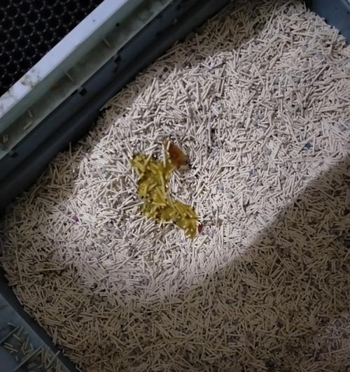 猫咪肠胃炎，如何及时护理？（了解猫咪肠胃炎的症状与治疗方法，守护它们的健康。）
