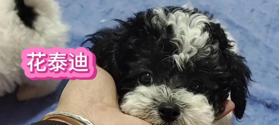 挑选泰迪的6个陷阱，小心不要踩！（避免犯错，如何看穿泰迪的6个陷阱）