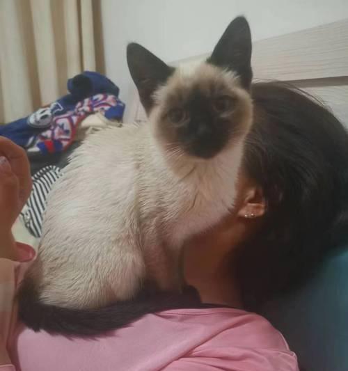 如何调教调皮的猫咪？（掌握猫咪睡眠规律，让它变乖巧。）