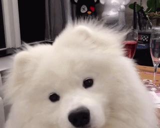 如何有效治疗以爱吠叫的萨摩耶？（6个小妙招助你解决萨摩耶吠叫问题）