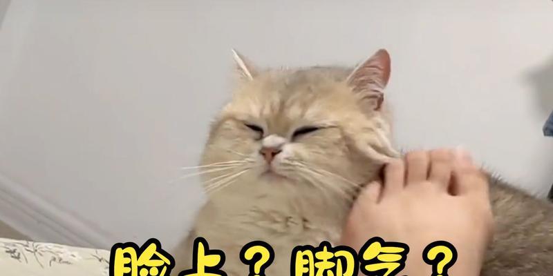 探秘猫咪的忍疼行为（你的忽视会害了它，走近猫咪的世界）