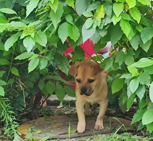 当土狗养，金毛名犬的生活方式（不喂狗粮可以吗？探索金毛名犬适应土狗养的可能性）