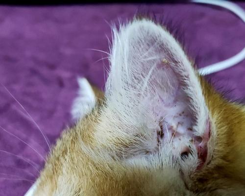 猫咪耳朵脏了？怎么判断是否得了耳螨？（了解猫咪耳螨的特征及预防措施）