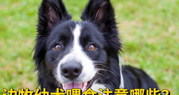 如何正确喂养刚出生的小狗？（幼犬喂养方法及注意事项）
