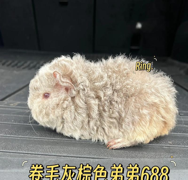 荷兰猪小知识（了解荷兰猪的独特魅力和特性，揭开它与猪的关系之谜）