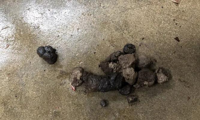 狗狗便便学问多健康关键不容忽视（发现便便异常，正确应对，教你如何对症下药！）