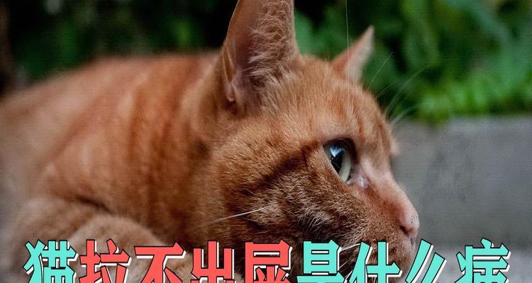 解决猫咪便秘问题的有效措施（急救猫咪便秘，养护你的爱宠健康）
