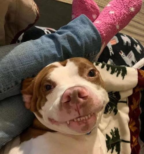 如何辨别一只纯种秋田犬（挑选一只真正的秋田犬，了解这些“特征”串串狗你知道吗？）