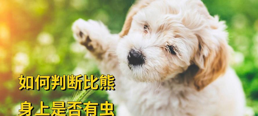 狗狗的驱虫日常护理（了解驱虫的重要性，给狗狗提供全面保护）